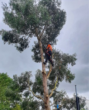 /images/services/tree1.jpeg