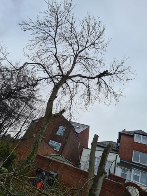 /images/services/tree10.jpeg