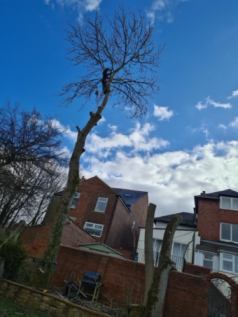 /images/services/tree11.jpeg