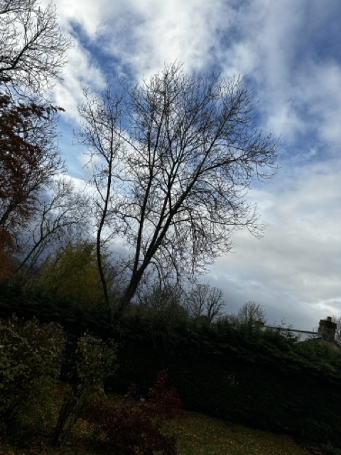 /images/services/tree15.jpeg