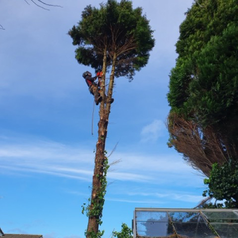 /images/services/tree2.jpeg