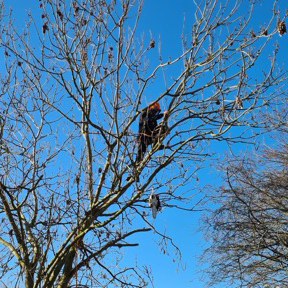 /images/services/tree3.jpeg