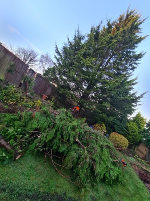 /images/services/tree5.jpeg