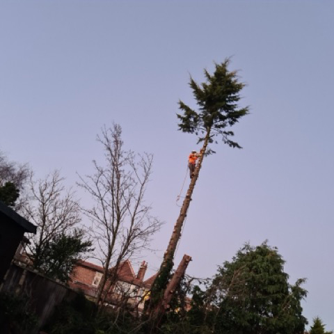 /images/services/tree6.jpeg