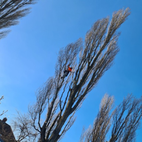 /images/services/tree7.jpeg