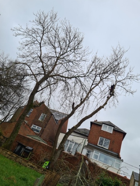 /images/services/tree9.jpeg